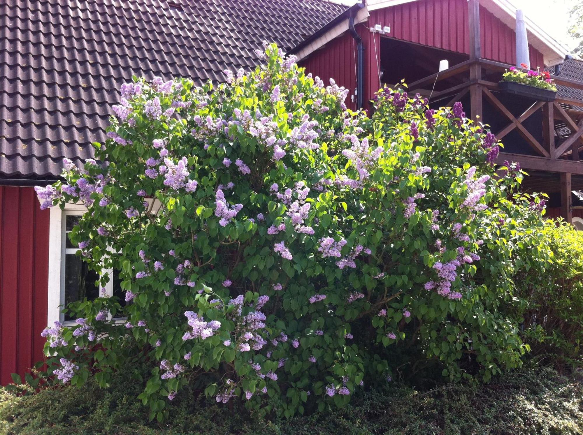 Mattisgarden Bed & Breakfast Östra Ljungby エクステリア 写真
